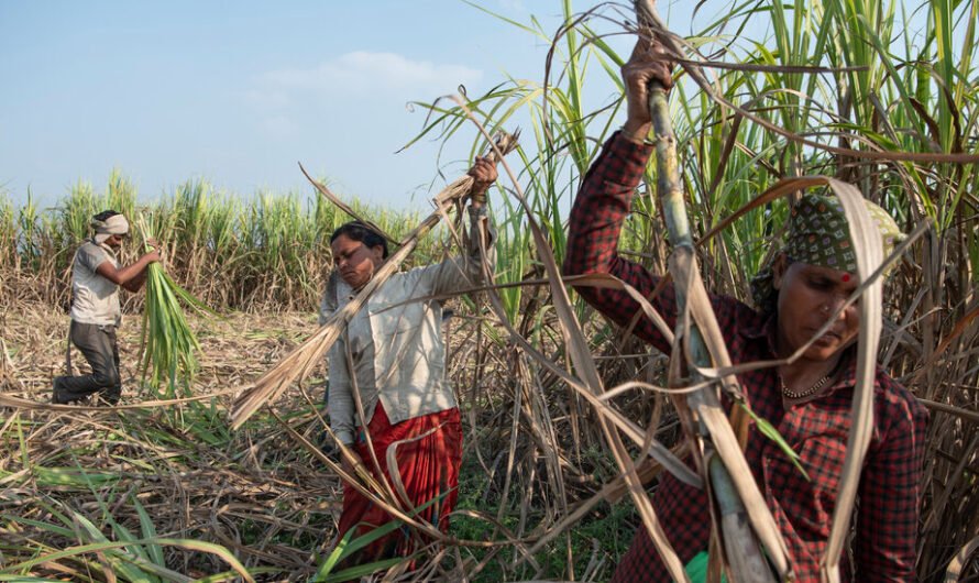 Sugar in India, Fueled by Child Marriage and Hysterectomies