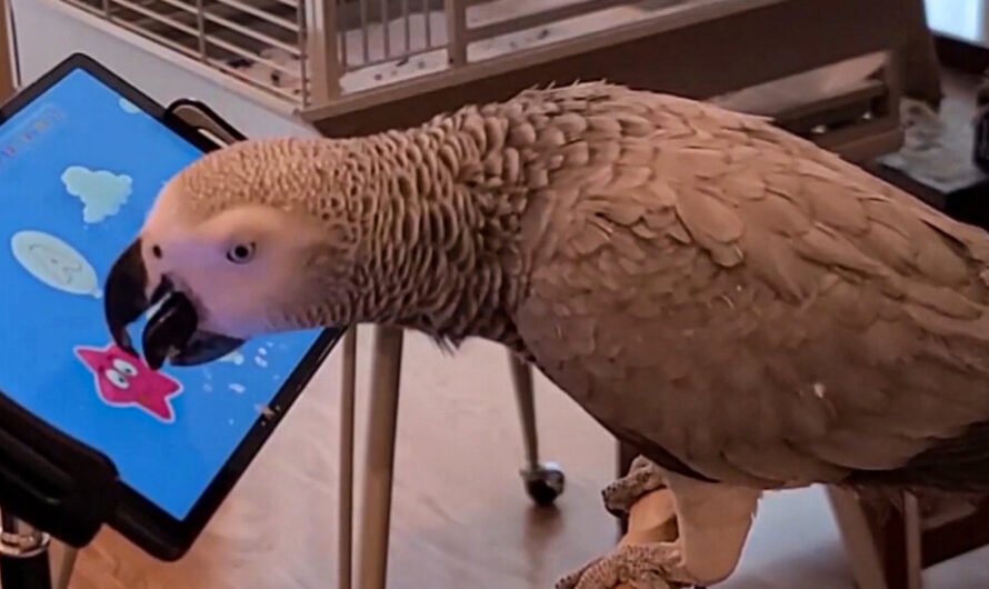 These Mobile Games are For the Birds