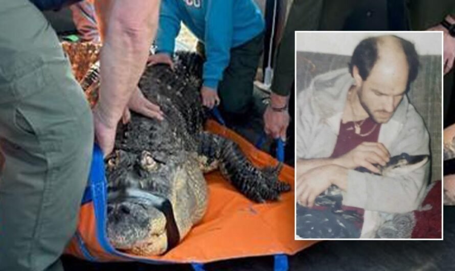 New York pet alligator seized by state ‘like they were raiding a terrorist’s home,’ owner says