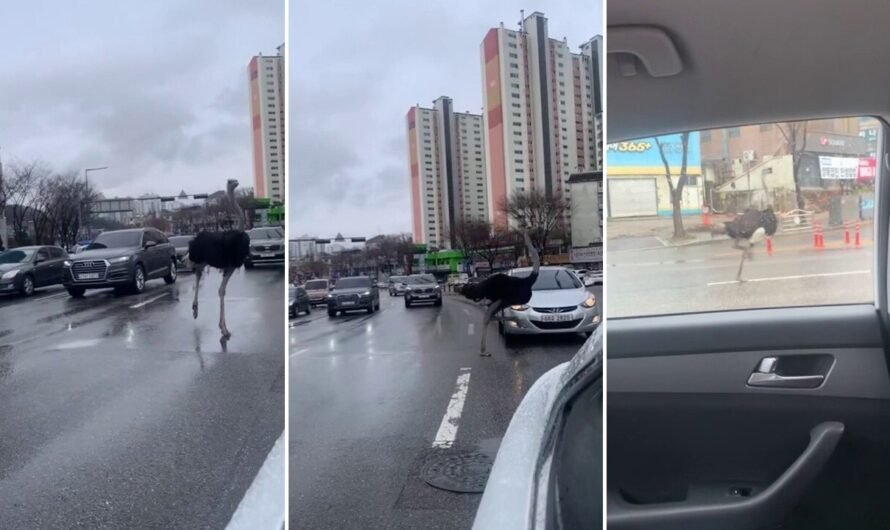 Ostrich runs through traffic in South Korea after escaping zoo