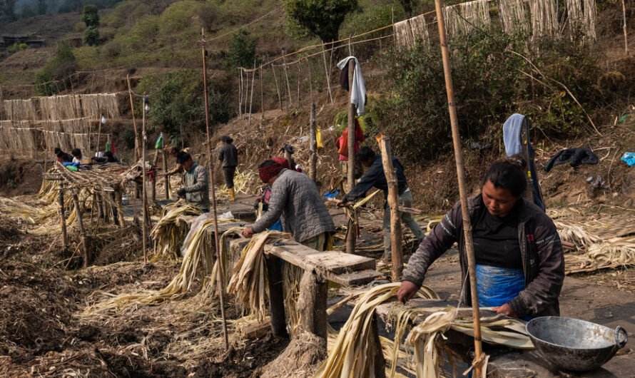 On Himalayan Hillsides Grows Japan’s Cold, Hard Cash