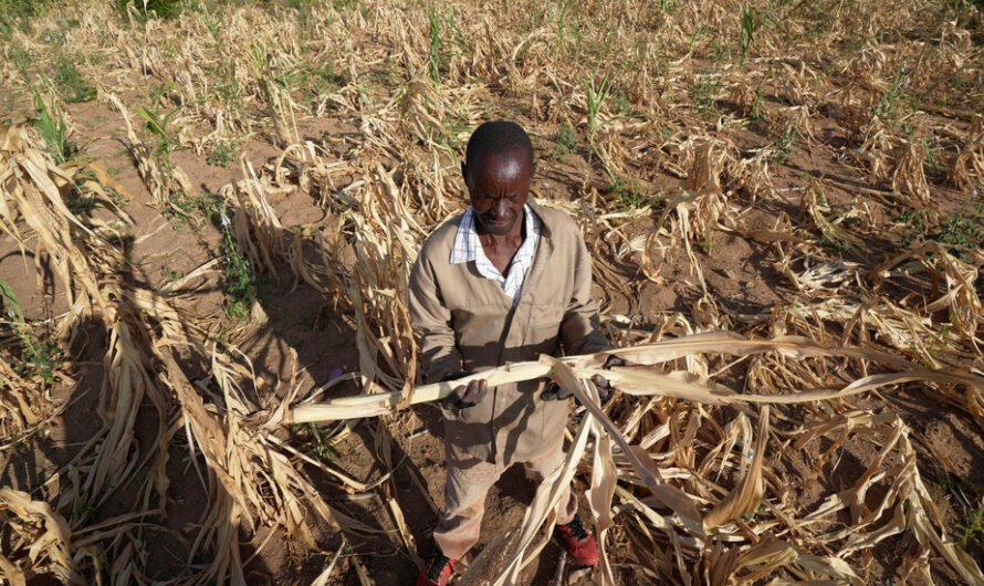 Drought Pushes Millions Into ‘Acute Hunger’ in Southern Africa