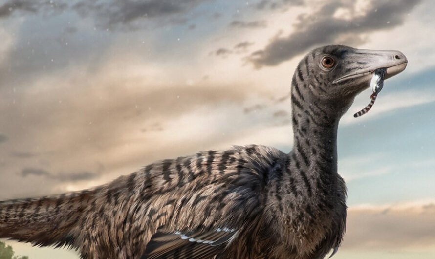 A Megaraptor Emerges From Footprint Fossils, Study Suggests