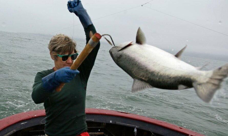 CA salmon fishing canceled for second year in row as population wanes