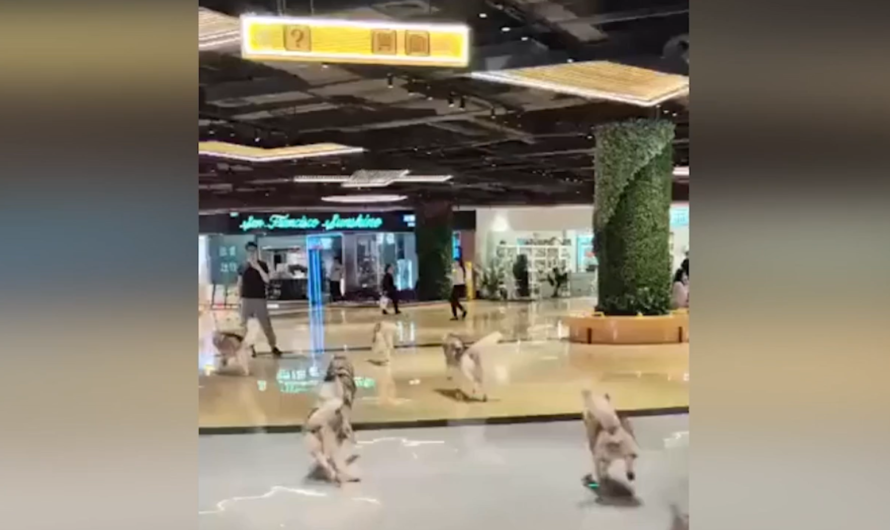 WATCH: 100 huskies cut loose in shopping mall after pet café mishap