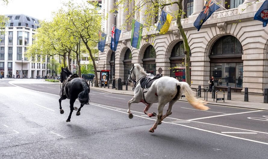 London police capture 2 horses roaming city streets