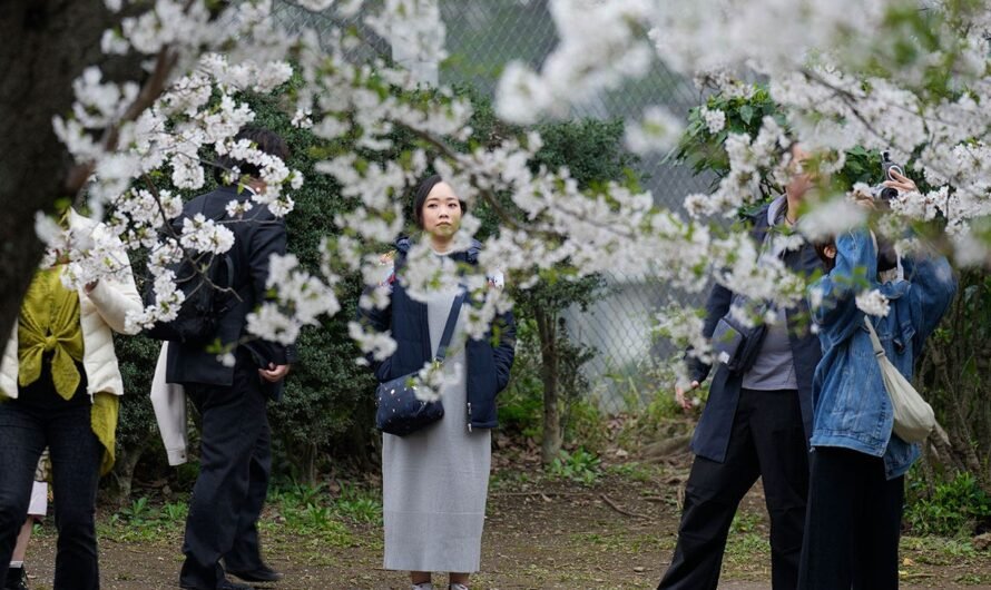 Crowds flock to Tokyo, Japan to see cherry blossoms after delayed bloom