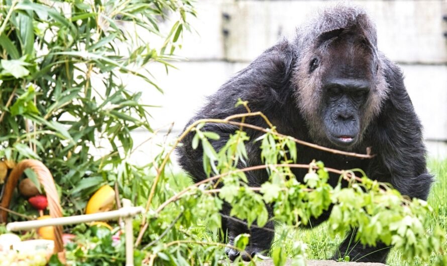 World’s oldest known gorilla turns 67 at Berlin Zoo