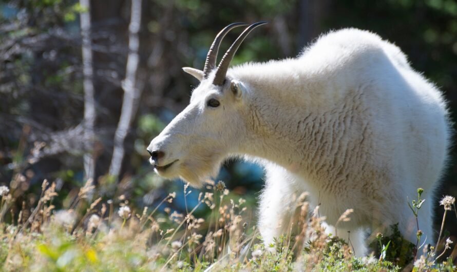 Mountain goat, believed to be stolen pet, rescued while hanging from KC bridge