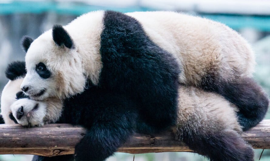 Giant Pandas Are Returning to San Diego, China Announces