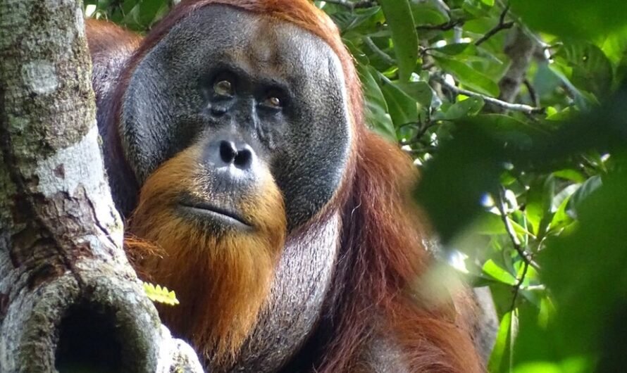 Orangutan Seen Healing His Facial Wound With Medicinal Plant