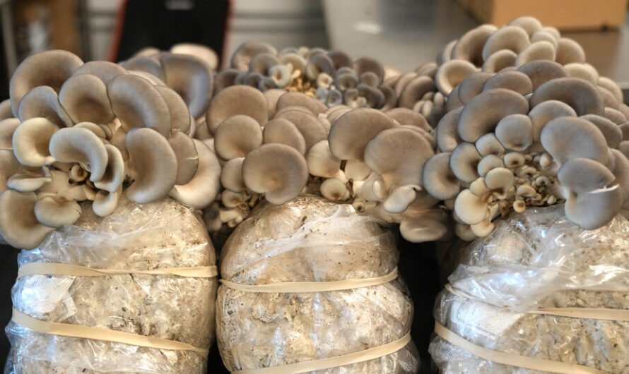 Growing Mushrooms From Food Waste