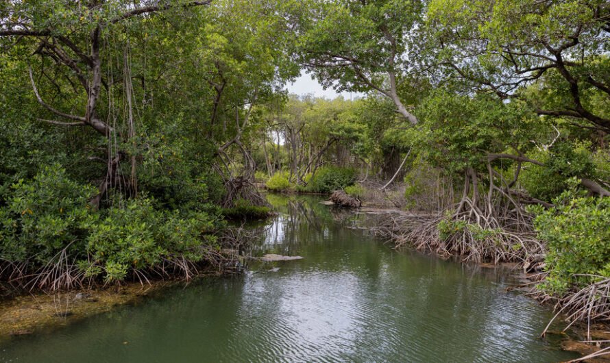 In the Caribbean, Mangroves Draw Visitors in Search of Wildlife and Quiet