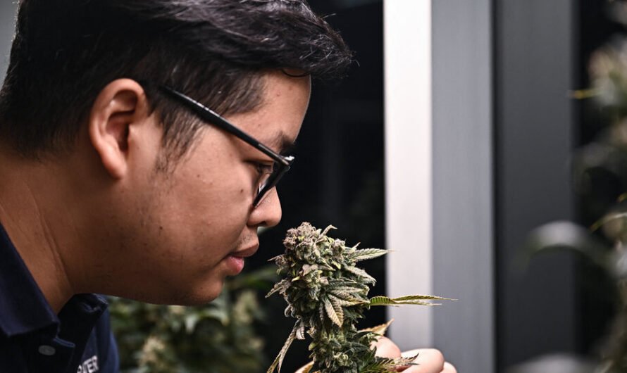 Thailand Prime Minister Seeks to Criminalize Weed in Reversal