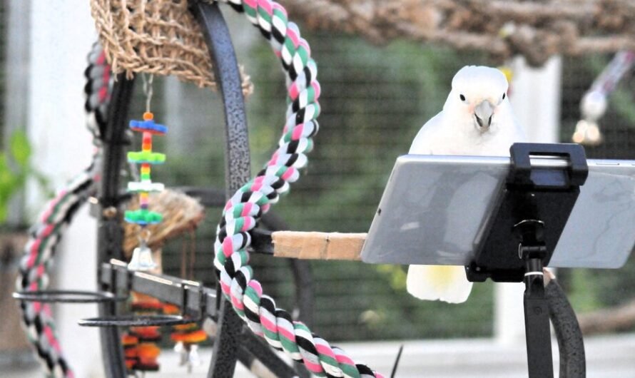 Can Parrots Converse? Polly Says That’s the Wrong Question.