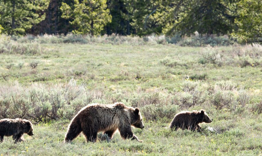 Veteran Describes Grizzly Bear Attack as ‘Most Violent’ Experience Ever