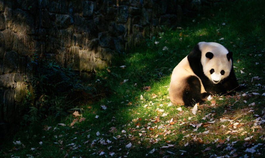 Two Giant Pandas Will Head to D.C.’s National Zoo From China