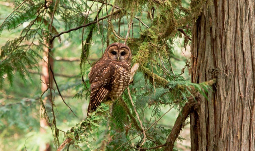 A Plan to Save One Kind of Owl Calls for Killing Another