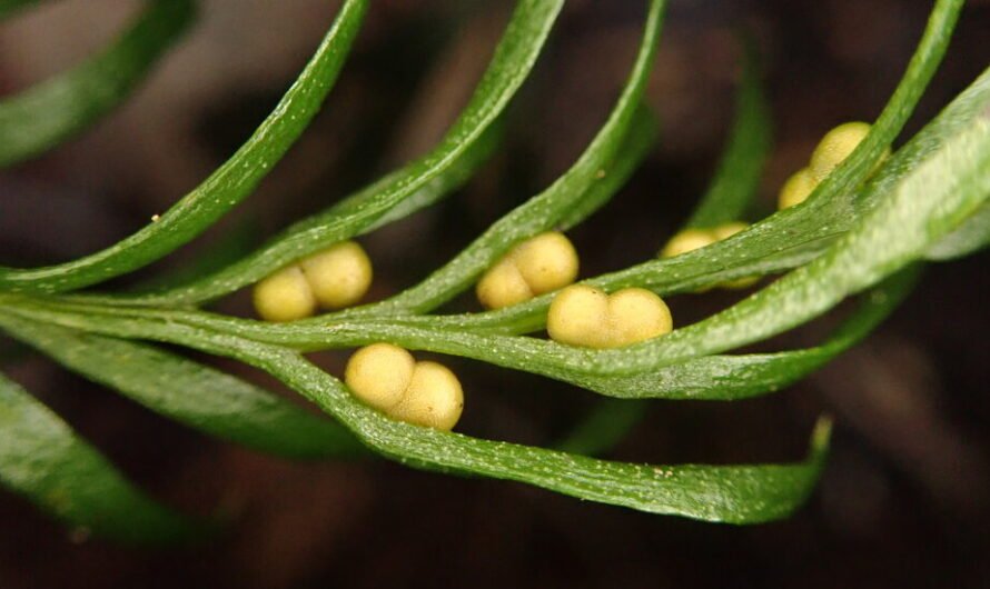 Scientists Find the Largest Known Genome Inside a Small Plant