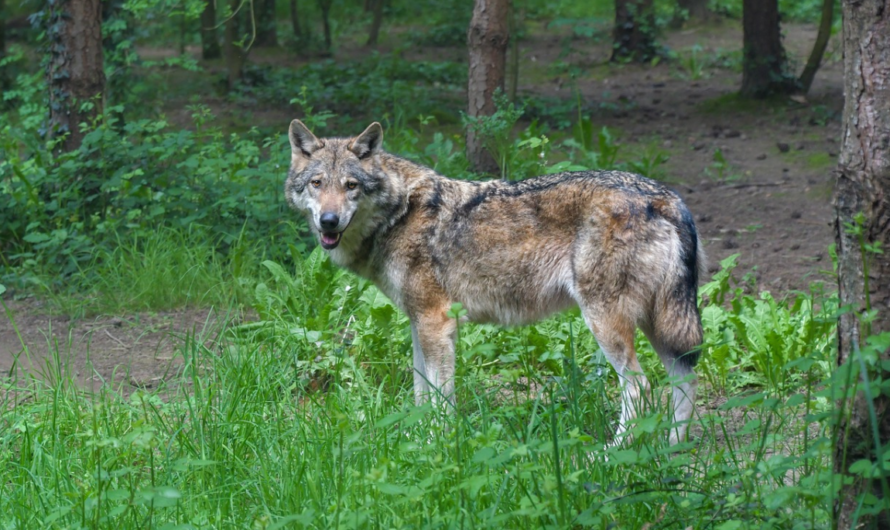 Livestock Protection Group Urges Wolf Attack Prosecutions