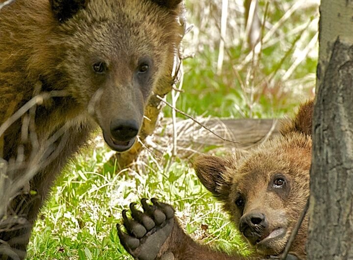 Surprise grizzly bear encounter in Wyoming’s Grand Teton sends Massachusetts man to hospital