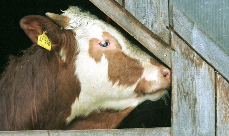 UK reports first mad cow disease case in 2 years