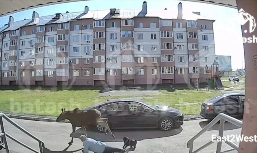 WATCH: Woman knocked over as rampaging moose runs loose in Russian city