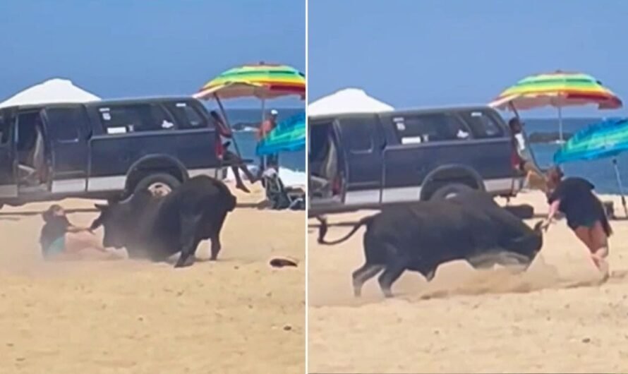 Raging bull attacks woman on Mexican beach as tourists scream in horror