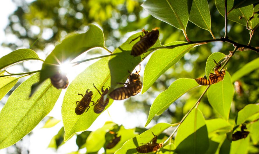 What Do Cicadas Sound Like? Listen to the Loudest Singing Insects on Earth