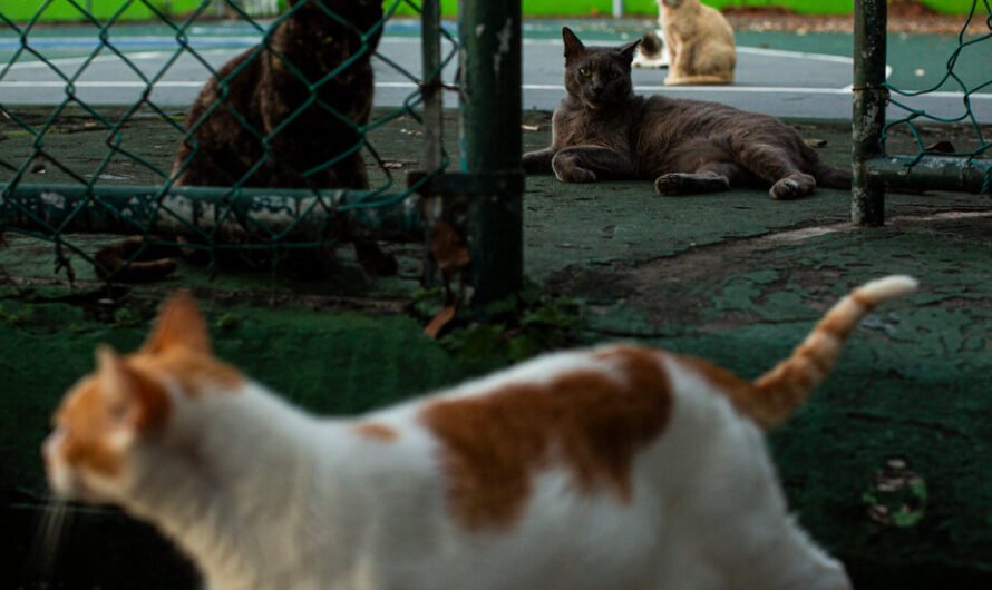 The Cats of Old San Juan Are Being Run Out of Town. Locals Can Empathize.