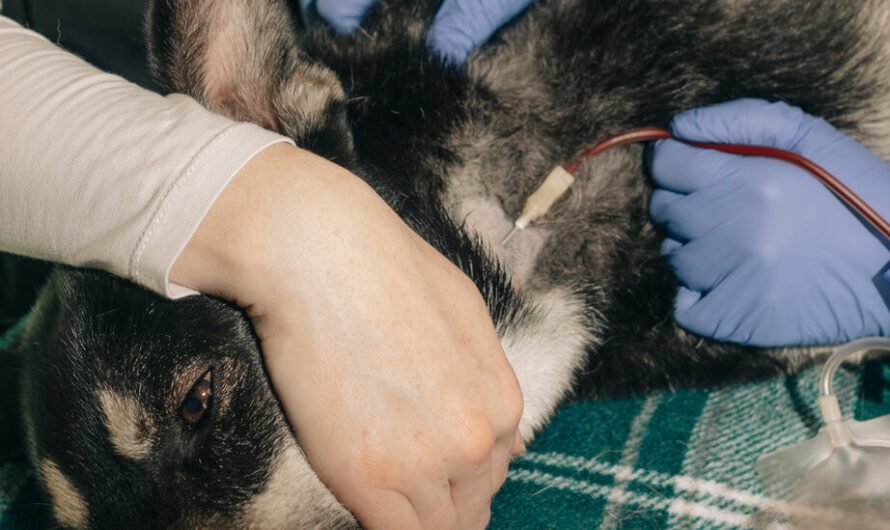 When Sick Pets Need Blood, Animal ‘Superheroes’ Come to the Rescue