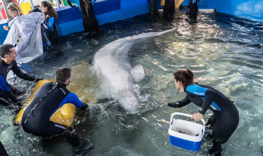 Beluga Whales Are Rescued From Ukrainian War Zone to New Home in Spain