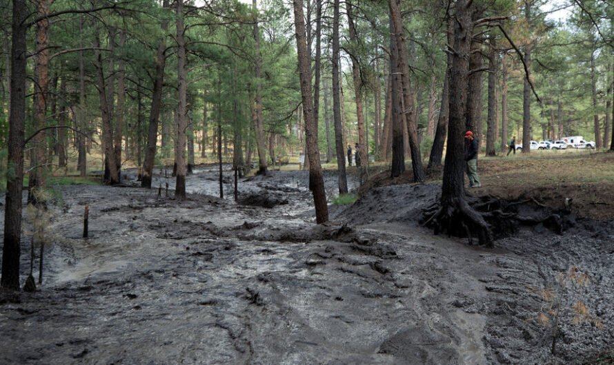 Rain and Floods Hit New Mexico Region Ravaged by Wildfires