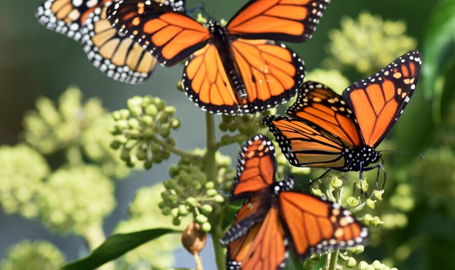 Butterflies Are in Decline. New Research Points to Insecticides.