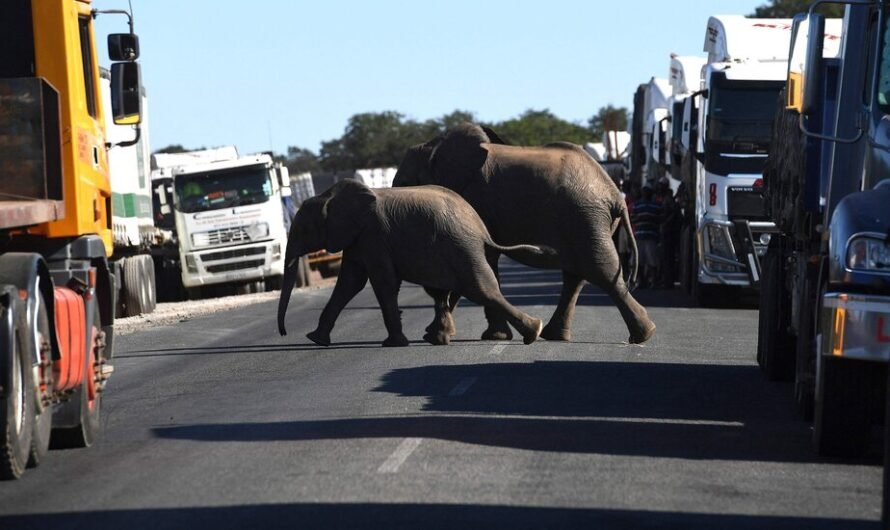 A Tourist From New Mexico Is Killed by an Elephant in Zambia