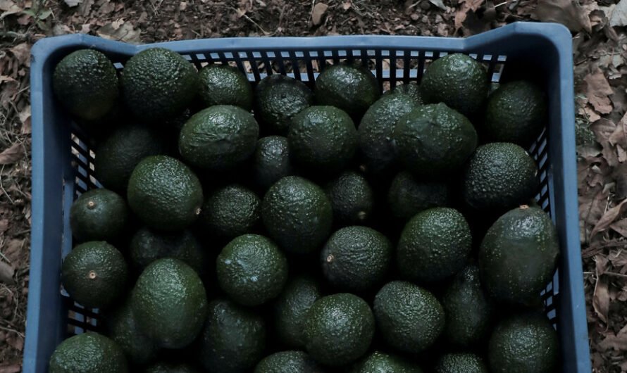 U.S.D.A. Avocado Inspectors Will Start Returning to Mexican Packing Plants