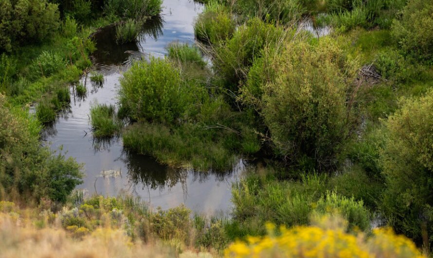 Study Finds Small Streams, Recently Stripped of Protections, Are a Big Deal