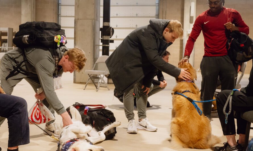 U.S.A. Gymnastics Uses Therapy Dogs at Olympic Trials to Help Athletes’ Mental Health