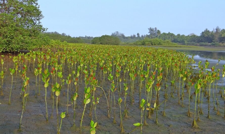 UAE Unveils Nine Gems of Biodiversity