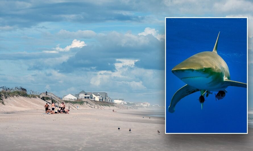 Shark bites teenager’s leg in attack at North Carolina beach