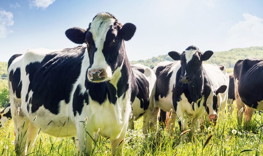 Mad cow charges kills dairy farmworker in New York: report