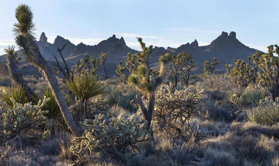 California clean energy project threatens thousands of Joshua trees: reports