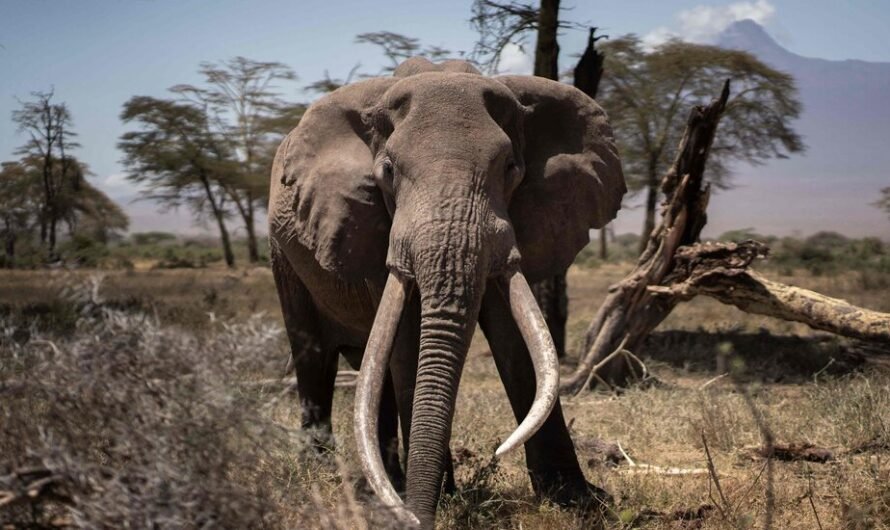 On the Kenya-Tanzania Border, an Elephant Hunting Ban Has Collapsed