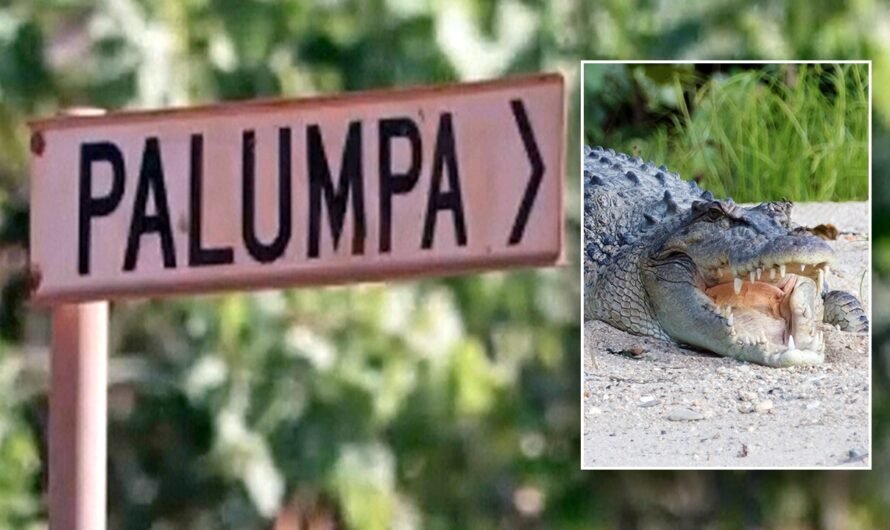 Australian rangers kill crocodile that fatally attacked 12-year-old girl