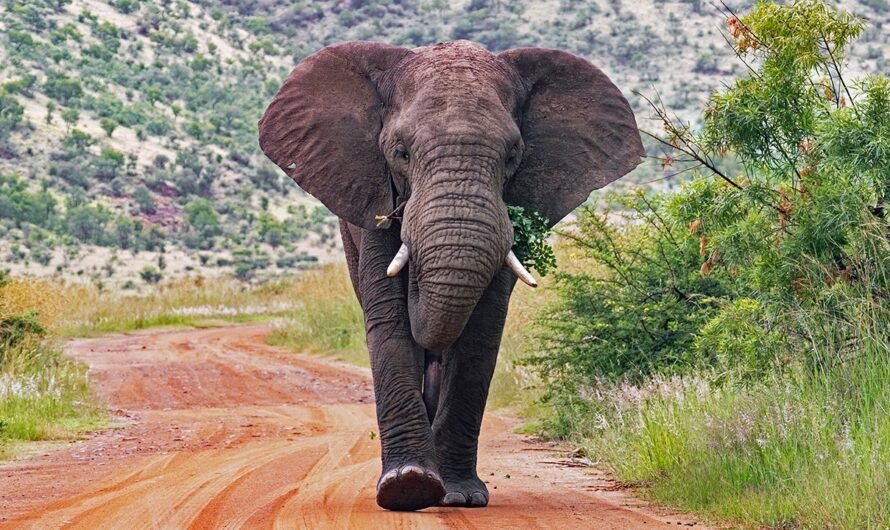 Elephants kill tourist in South Africa after he tried to get close to take pictures