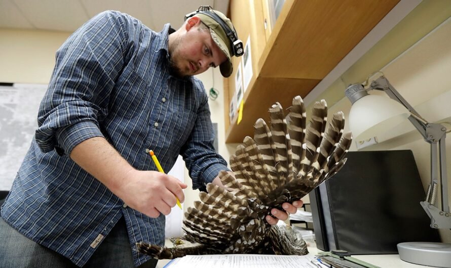 To save spotted owls, US officials plan to kill hundreds of thousands of another owl species