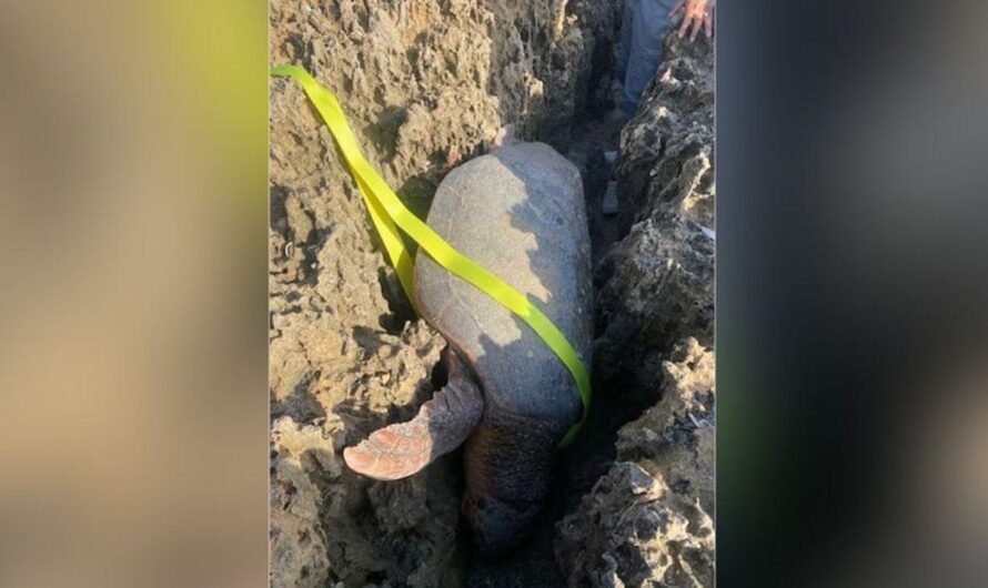 Florida sea turtle rescued from being stuck between rocks