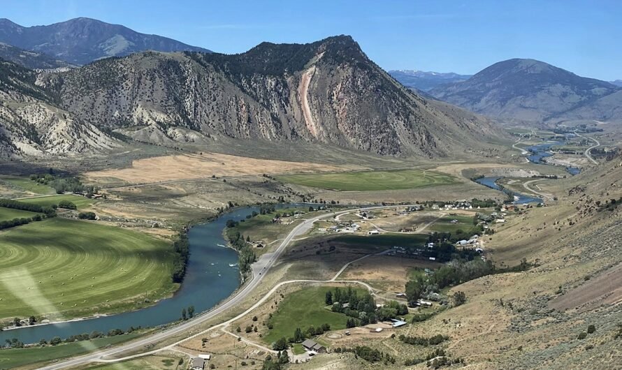 Man kills grizzly bear in Montana after it attacks while he is picking berries