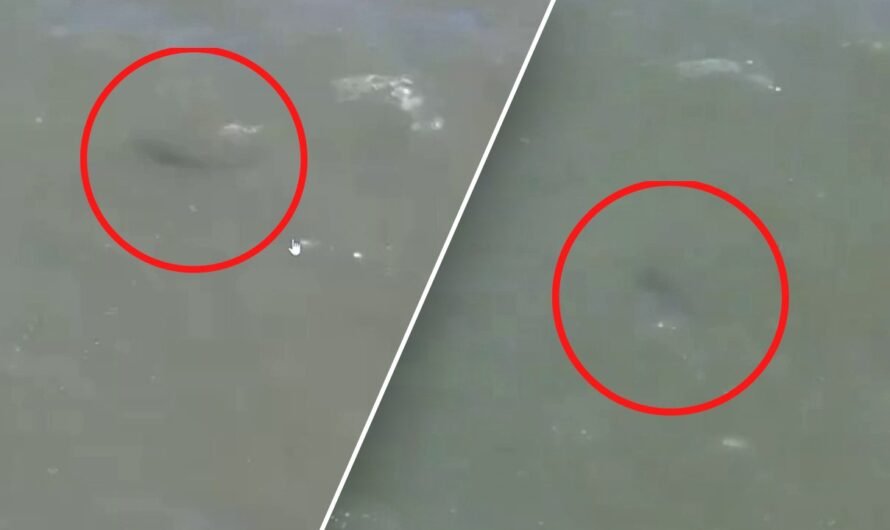 Shark spotted lurking in waters of New York City beach, police drone footage reveals