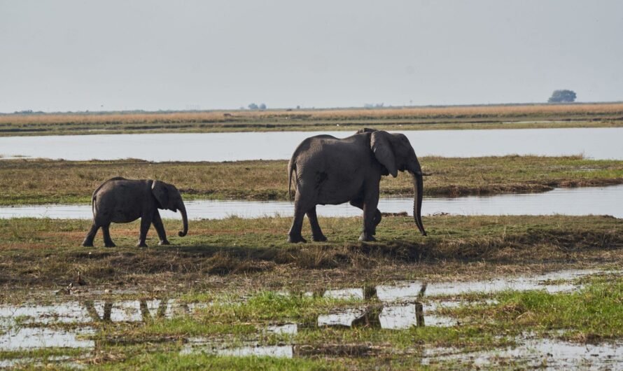 Namibia to cull 83 elephants and distribute meat to people affected by drought